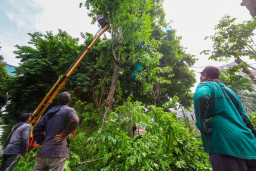Pemkot Surabaya Siagakan Tujuh Rayon Taman Tangani Pohon Tumbang