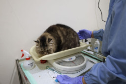 Sterilisasi Jadi Kado Ulang Tahun Surabaya ke-733, DKPP Siapkan Kuota 100 Kucing Lokal