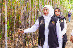 Gubernur Khofifah Pimpin Tanam Perdana Program Bongkar Ratoon Tebu Serentak di 11 Kabupaten se-Jawa Timur