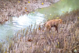 Burung hingga Kucing Bakau Jadi Bukti Ekosistem Kebun Raya Mangrove Surabaya Terjaga