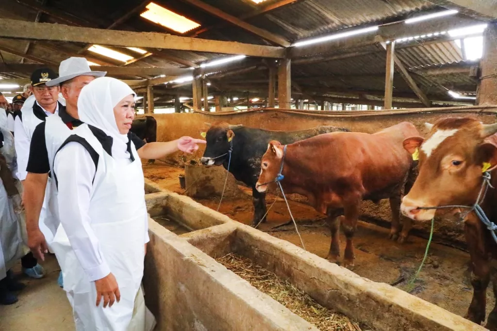 Khofifah Pastikan Kesiapan Hewan Kurban Jatim, Stok Ternak Surplus Jelang Idul Adha