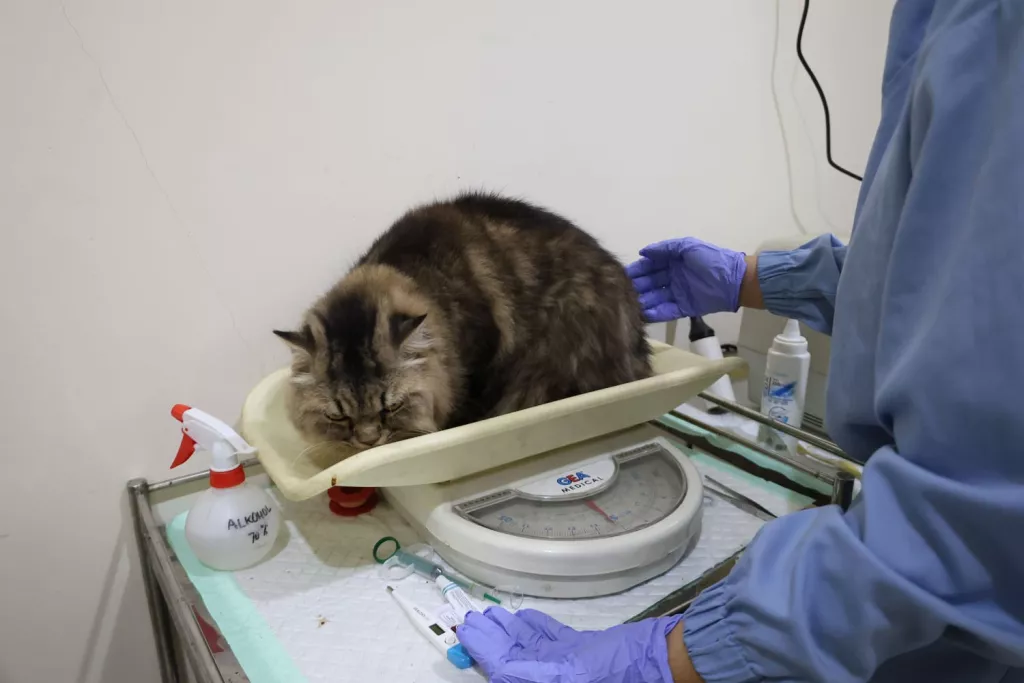 Sterilisasi Jadi Kado Ulang Tahun Surabaya ke-733, DKPP Siapkan Kuota 100 Kucing Lokal