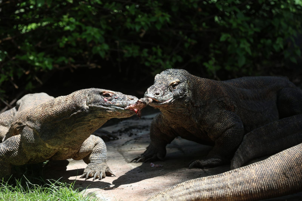Komodo yang ada di Kebun Binatang Surabaya