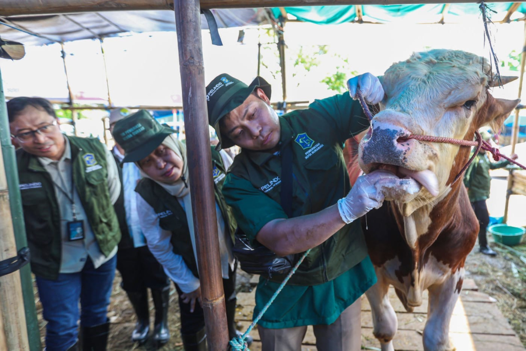 Pemeriksaan hewan qurban